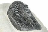 Prone Pedinopariops Trilobite - Mrakib, Morocco #287717-4